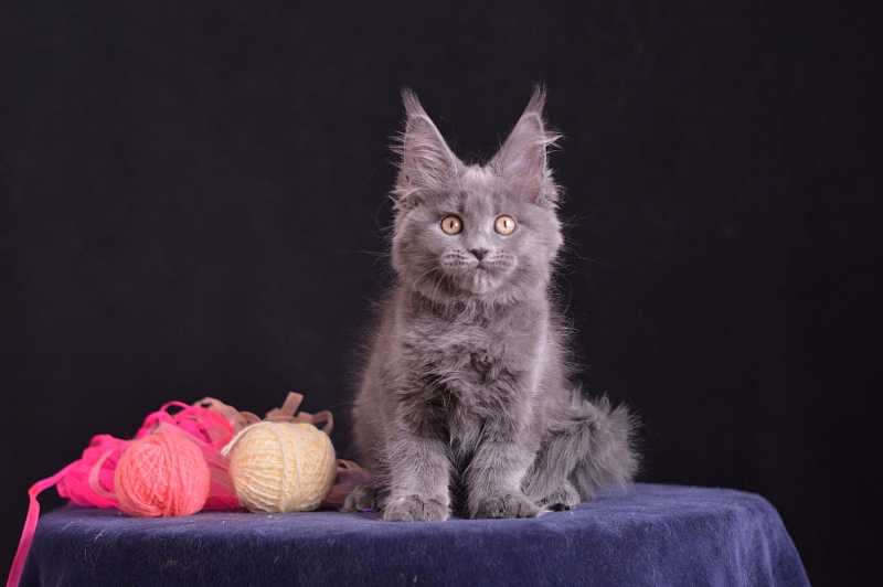 Darina Akbars - Kitten maine-coon 2 months 3.5 weeks