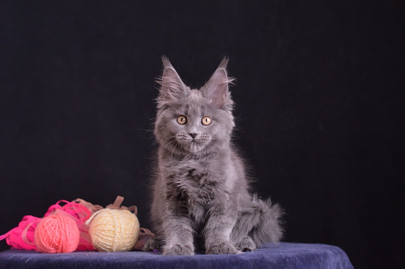 Darina Akbars - Kitten maine-coon 2 months 3.5 weeks