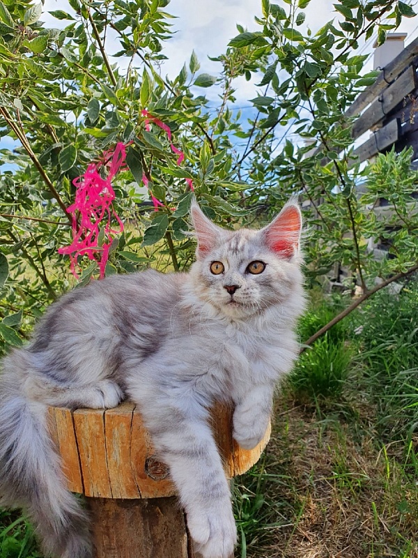 Holly Akbars - Kitten maine-coon 2 months 2 weeks