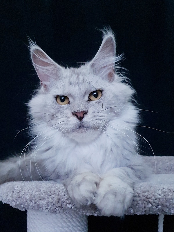 Holly Akbars - Adult maine-coon 1 year 5 months 1.5 week