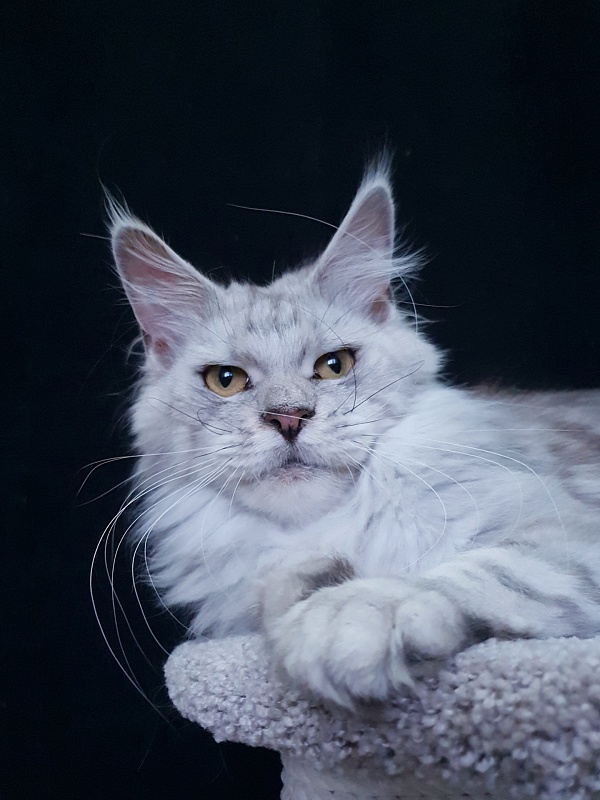 Holly Akbars - Adult maine-coon 1 year 5 months 1.5 week