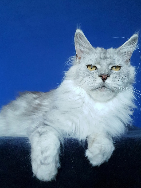 Holly Akbars - Adult maine-coon 1 year 5 months 1.5 week