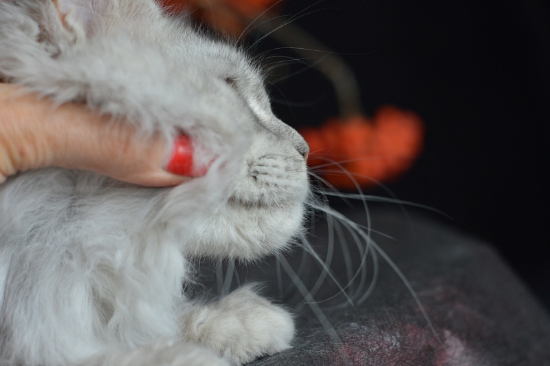 Holly Akbars - Kitten maine-coon 6 months