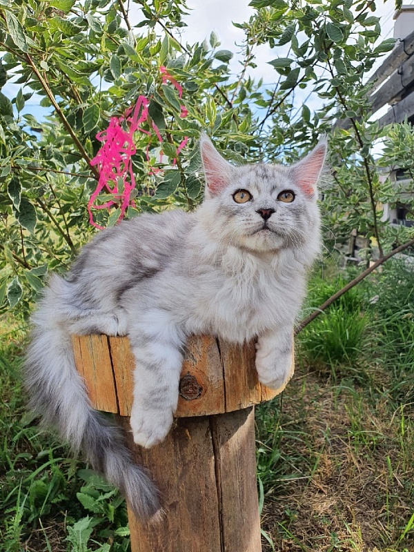 Holly Akbars - Kitten maine-coon 2 months 2 weeks