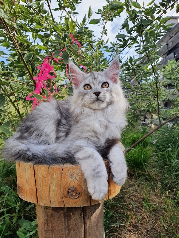 Holly Akbars - Kitten maine-coon 2 months 2 weeks