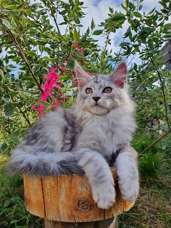 Holly Akbars - Kitten maine-coon 2 months 2 weeks