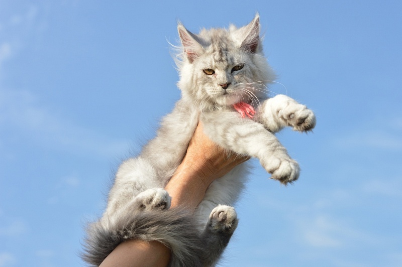 Holly Akbars - Kitten maine-coon 4 months 2 weeks