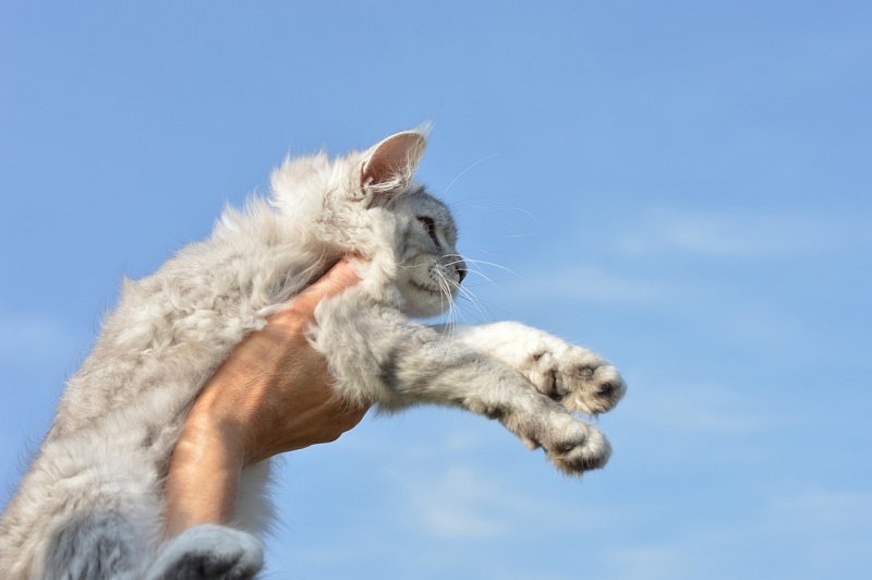 Holly Akbars - Kitten maine-coon 4 months 2 weeks
