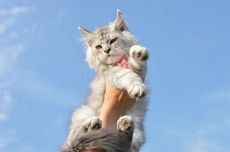 Holly Akbars - Kitten maine-coon 4 months 2 weeks