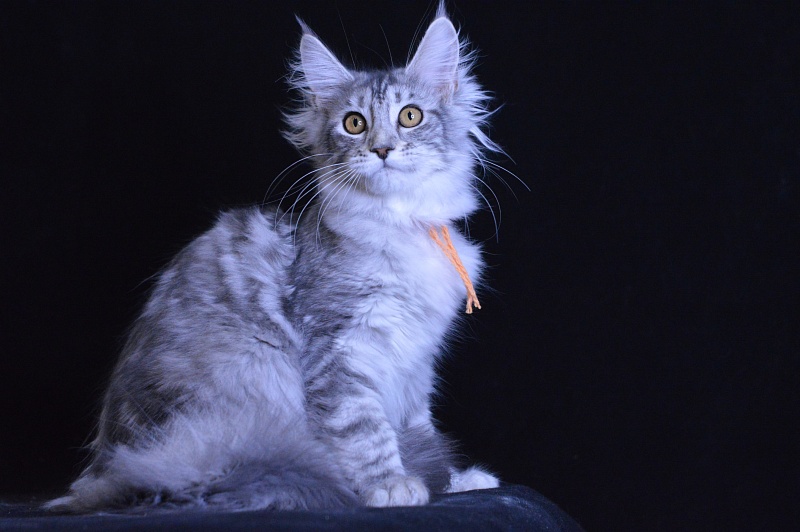 Hancy Akbars - Kitten maine-coon 2 months 2 weeks