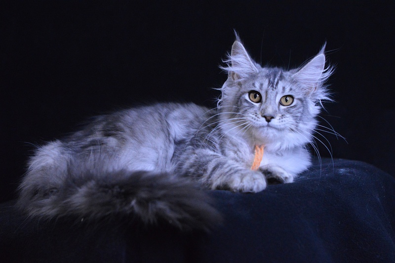 Hancy Akbars - Kitten maine-coon 2 months 2 weeks