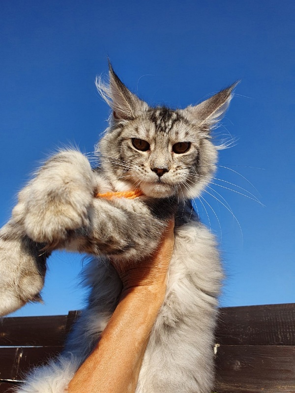 Hancy Akbars - Kitten maine-coon 4 months 2 weeks