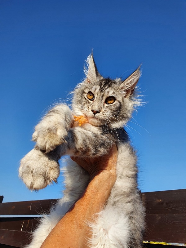 Hancy Akbars - Kitten maine-coon 4 months 2 weeks