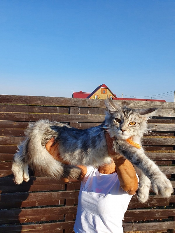 Hancy Akbars - Kitten maine-coon 4 months 2 weeks