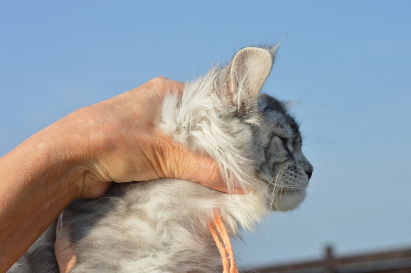 Hancy Akbars - Kitten maine-coon 4 months 2 weeks