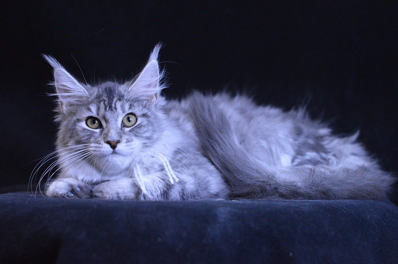 Hilary Akbars - Kitten maine-coon 2 months 2 weeks