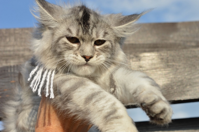 Hilary Akbars - Kitten maine-coon 4 months 2 weeks