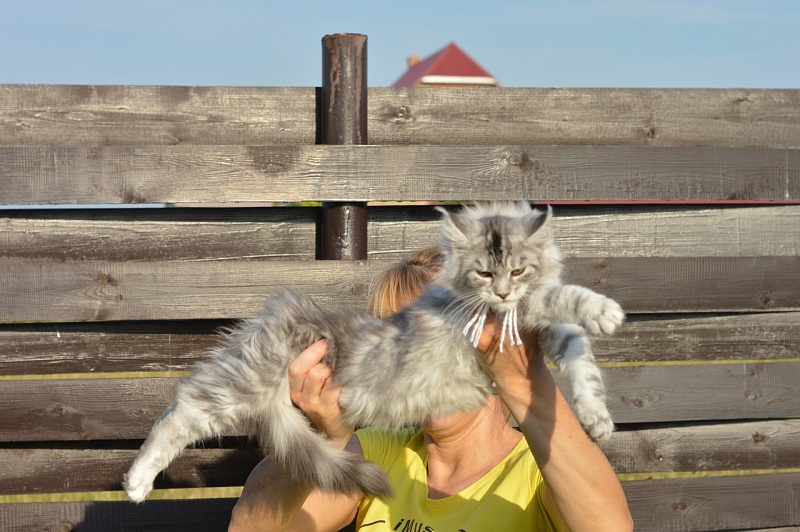 Hilary Akbars - Kitten maine-coon 4 months 2 weeks