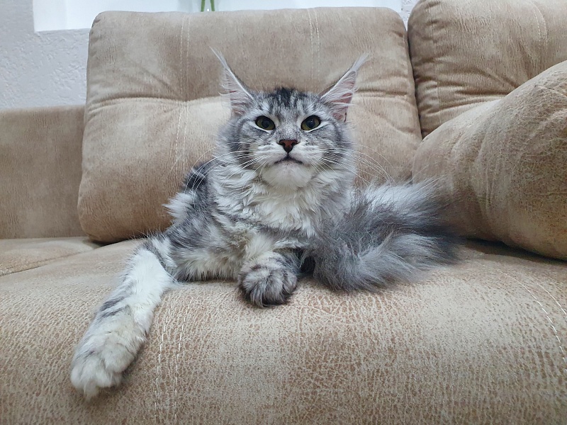 Hilary Akbars - Junior maine-coon 9 months 2 weeks
