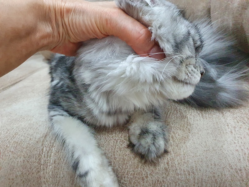 Hilary Akbars - Junior maine-coon 9 months 2 weeks