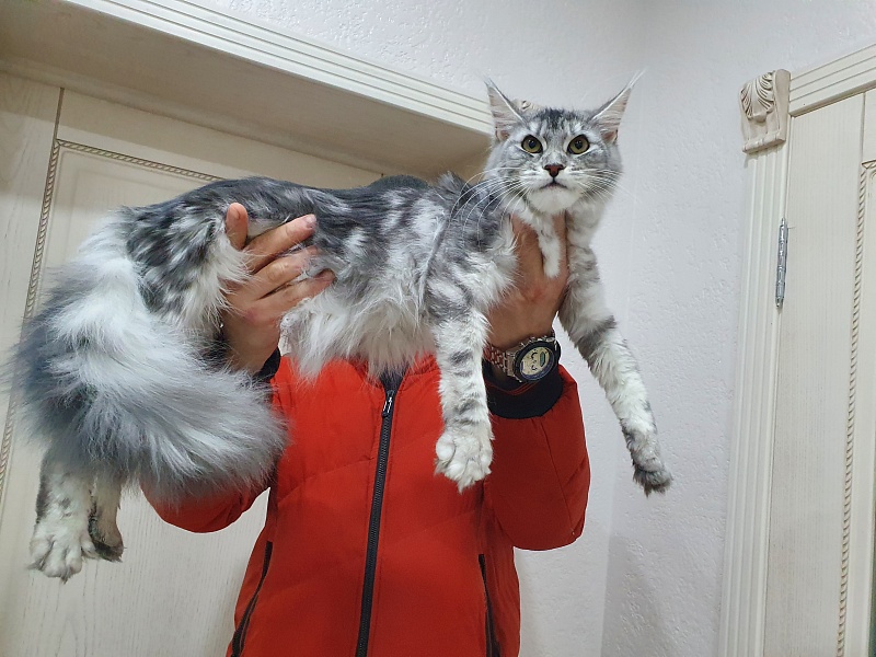 Hilary Akbars - Junior maine-coon 7 months 4 weeks