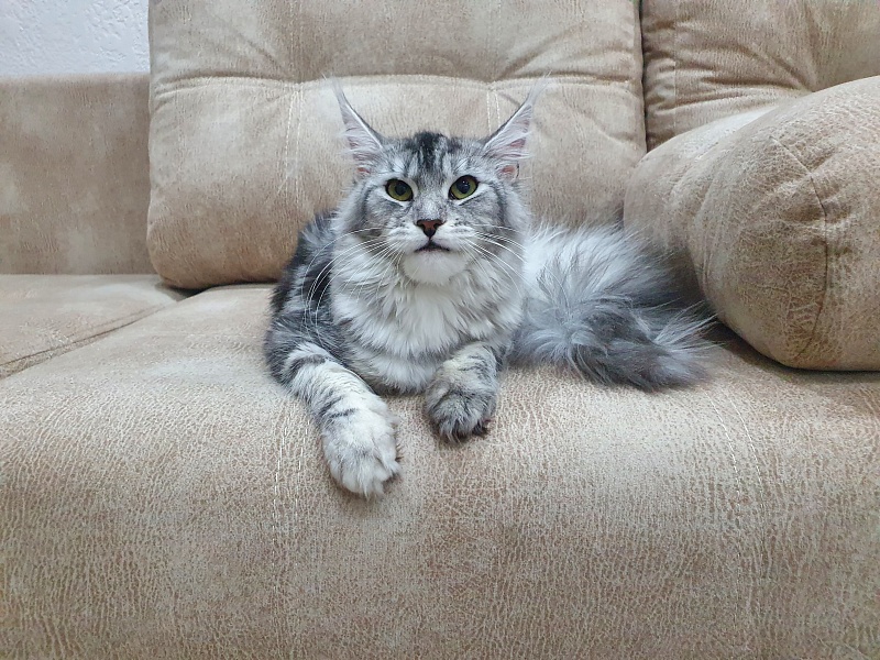 Hilary Akbars - Junior maine-coon 9 months 2 weeks