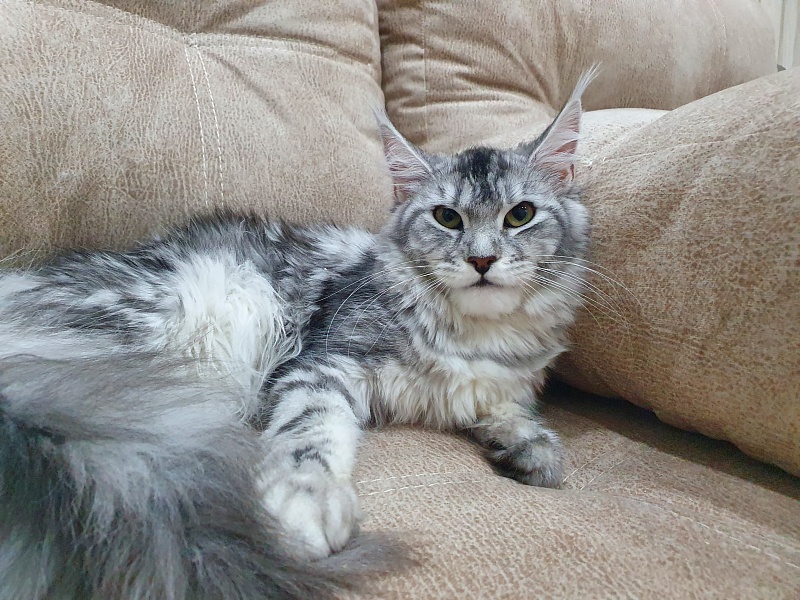 Hilary Akbars - Junior maine-coon 9 months 2 weeks
