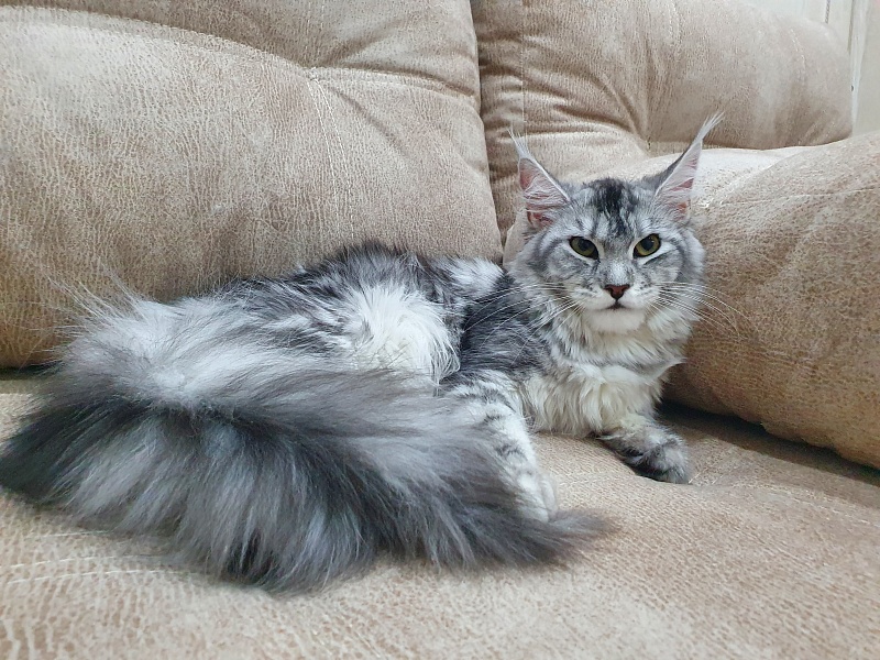 Hilary Akbars - Junior maine-coon 9 months 2 weeks