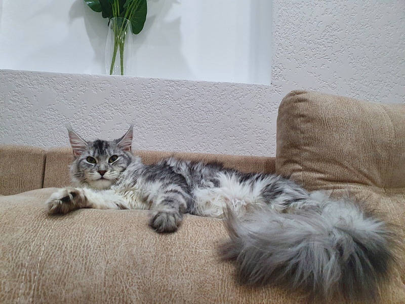 Hilary Akbars - Junior maine-coon 9 months 2 weeks