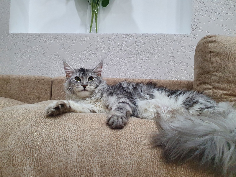 Hilary Akbars - Junior maine-coon 9 months 2 weeks