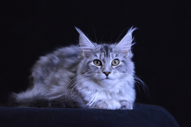 Hilary Akbars - Kitten maine-coon 2 months 2 weeks
