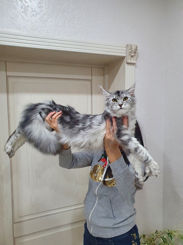 Hilary Akbars - Junior maine-coon 8 months 2 weeks