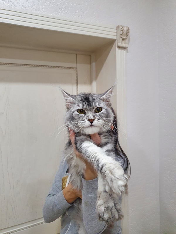 Hilary Akbars - Junior maine-coon 8 months 2 weeks