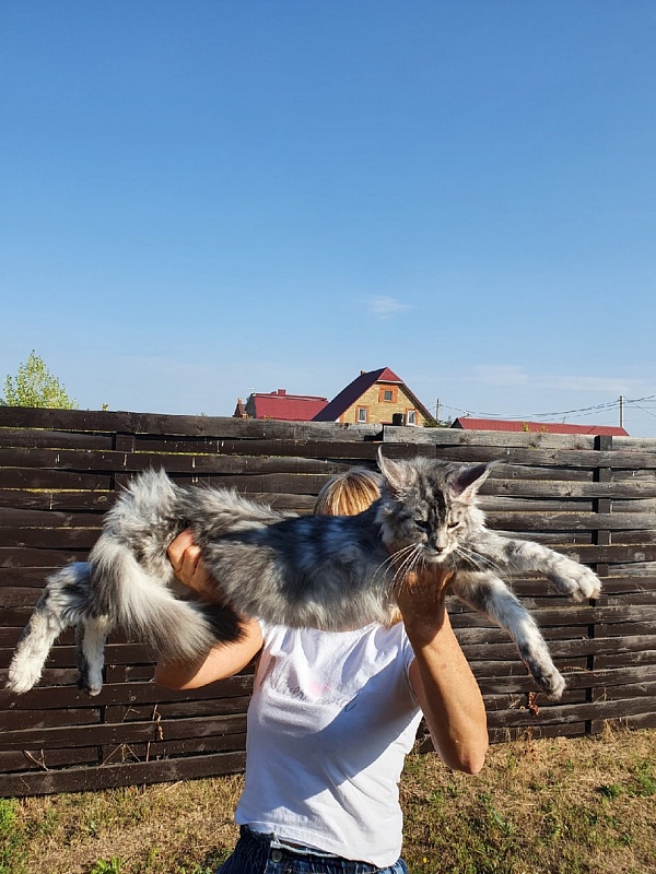 Hilary Akbars - Kitten maine-coon 4 months 2 weeks