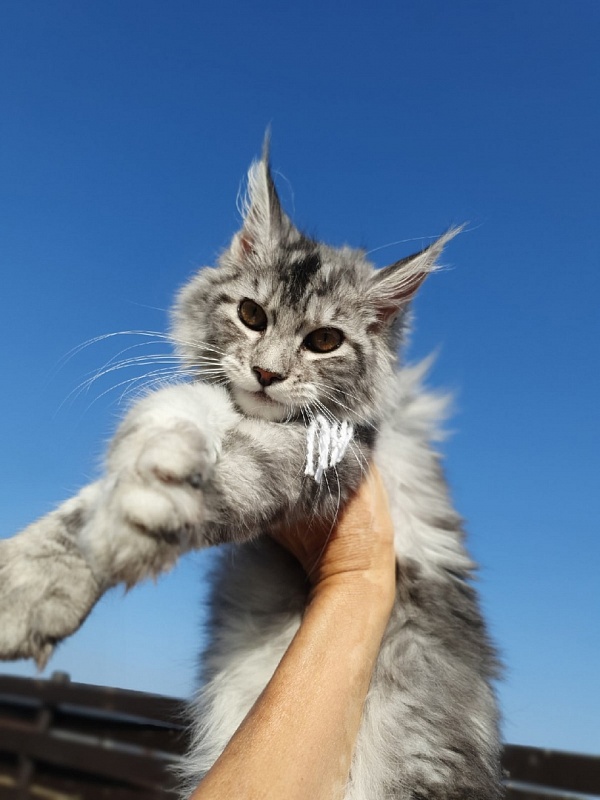 Hilary Akbars - Kitten maine-coon 4 months 2 weeks