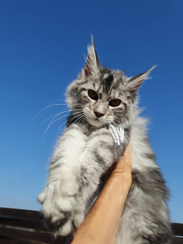 Hilary Akbars - Kitten maine-coon 4 months 2 weeks