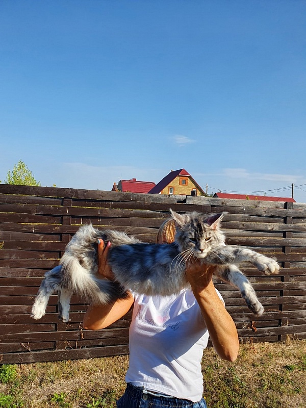 Hilary Akbars - Kitten maine-coon 4 months 2 weeks