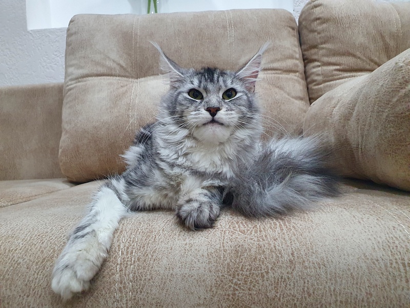 Hilary Akbars - Junior maine-coon 9 months 2 weeks