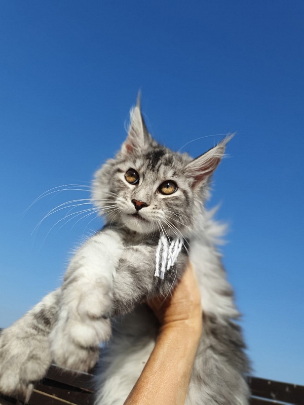 Hilary Akbars - Kitten maine-coon 4 months 2 weeks