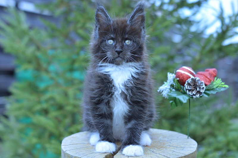 Ozon Akbars - Kitten maine-coon 1 month 4 weeks