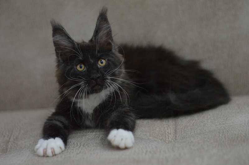 Ozon Akbars - Kitten maine-coon 2 months 3 weeks