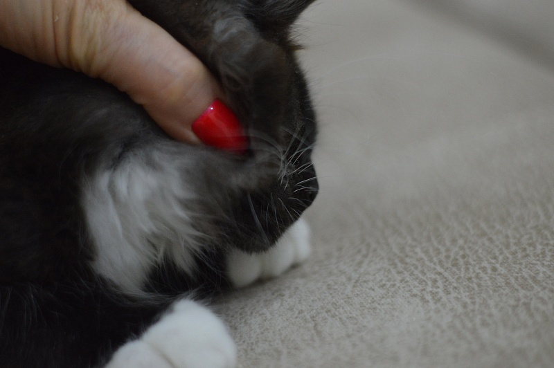 Ozon Akbars - Kitten maine-coon 2 months 3 weeks