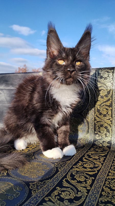 Ozon Akbars - Kitten maine-coon 3 months 1 week