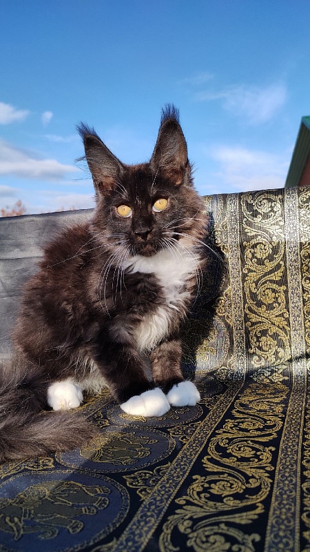 Ozon Akbars - Kitten maine-coon 3 months 1 week