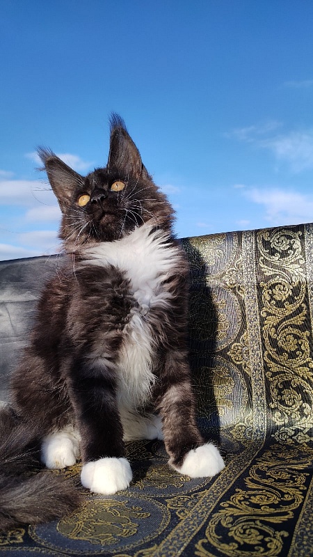 Ozon Akbars - Kitten maine-coon 3 months 1 week