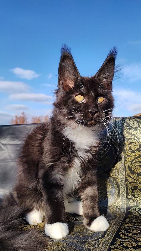 Ozon Akbars - Kitten maine-coon 3 months 1 week