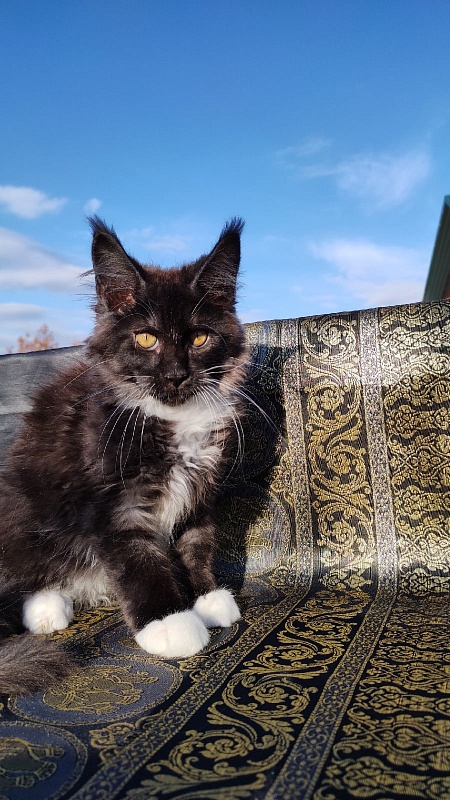 Ozon Akbars - Kitten maine-coon 3 months 1 week