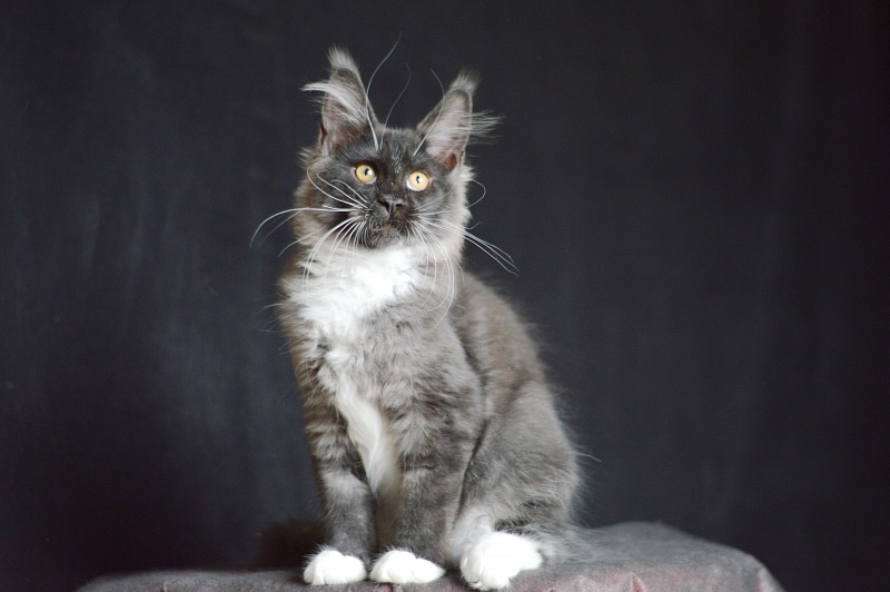 Ozon Akbars - Kitten maine-coon 3 months 2.5 weeks