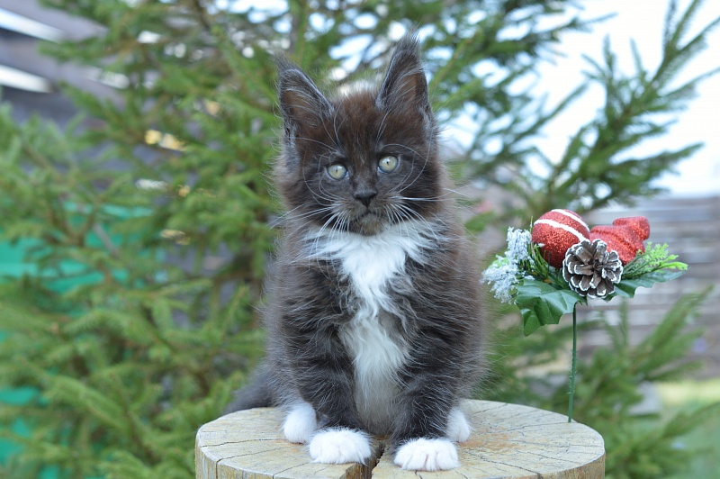 Ozon Akbars - Kitten maine-coon 1 month 4 weeks