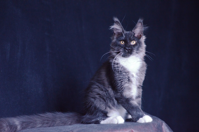Ozon Akbars - Kitten maine-coon 3 months 2.5 weeks